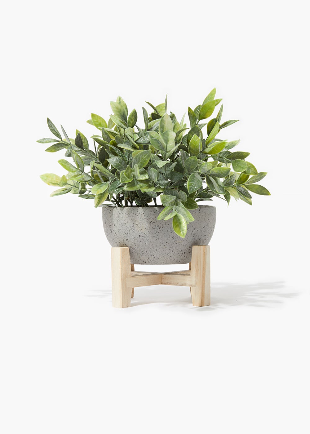 Where To Buy Eucalyptus Plant