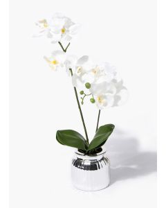 Mini Orchid in Silver Pot (40cm)