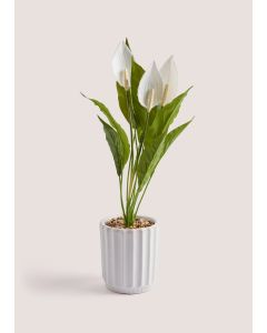 Peace Lily Ribbed Pot (62cm)