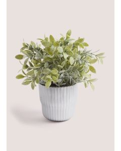 Plant in Silver Ribbed Pot (30cm)