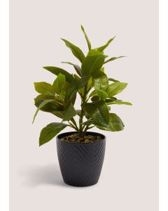 Plant in Black Pot-Black-One Size