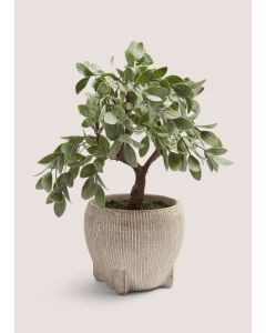 Cabana Bonsai Tree (30cm x 30cm x 19cm)-Green