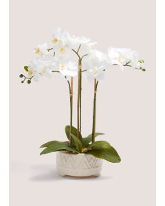 Cottage Orchid In Embossed Pot (55cm x 42cm x 18cm)-Natural-One Size