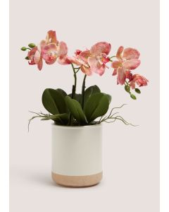 Oriental Orchid In Pot (35cm x 35cm x 44cm)-Pink