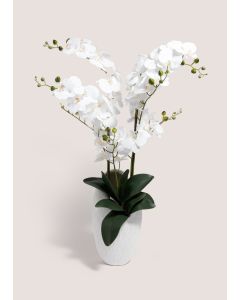 Orchid Shell In Pot (43cm x 24cm x 90cm)-White