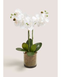 Orchid In Glass Pot (49cm x 34cm x 12cm)-White