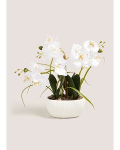 Window Ledge Orchid In Ribbed Pot (40cm x 25cm x 25cm)-White