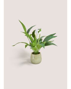 Peacelily Plant In Pot (41x40x40cm)-Green