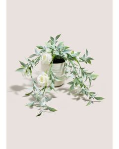 Trailing Rose Plant (30cmx30cmx49cm)-White