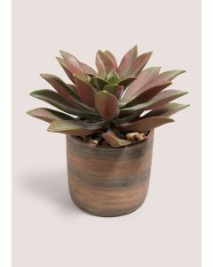 Voyager Succulent Plant Brown-Brown-One Size