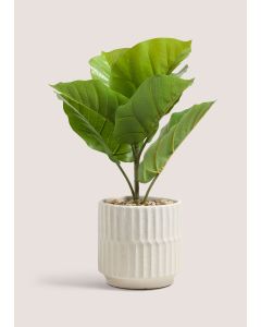 Fig Tree In Pot-Green-One Size