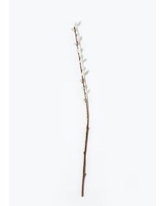 Pussy Willow Single Stem