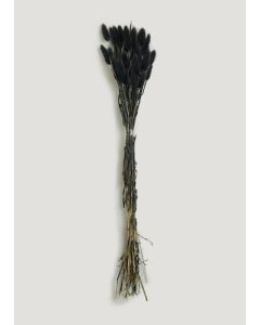 Bunny Tail Stems (60cm)